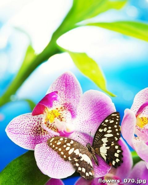 Бабочка на цветке орхидеи