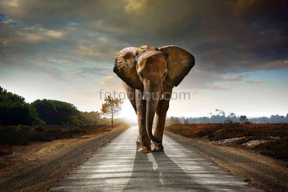 Одинокий слон на прогулке