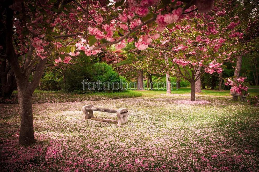 Скамейка в вишневом саду