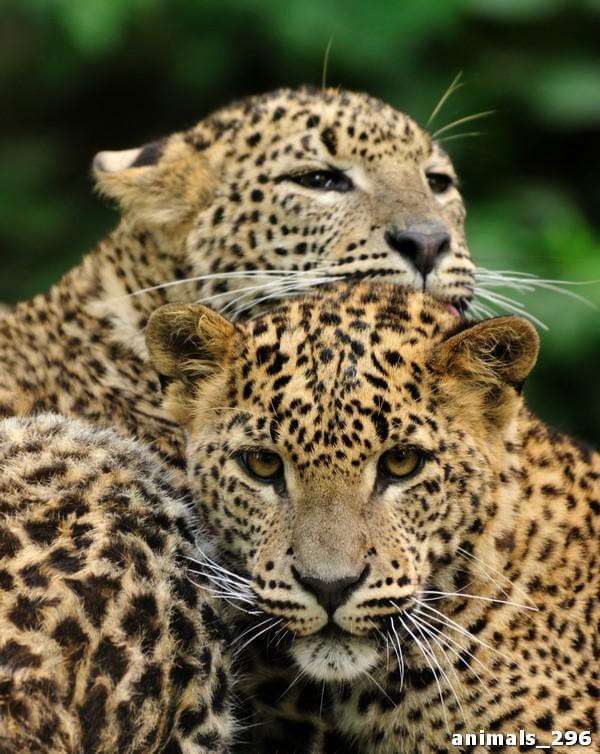 Пара леопардов