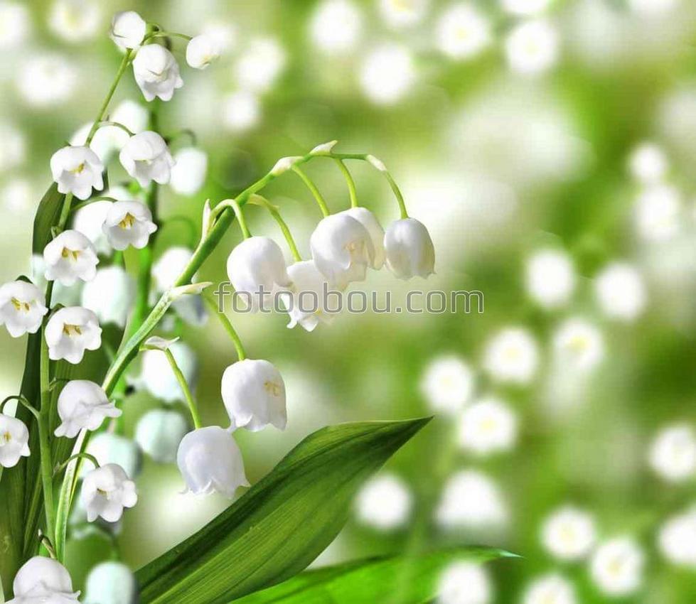 Белые цветы ландыша