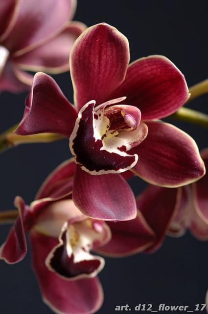 Элегантная орхидея