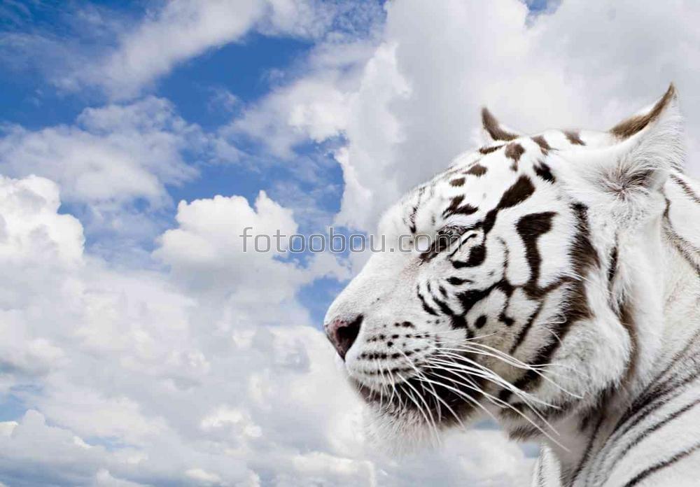 Белый тигр на фоне облаков