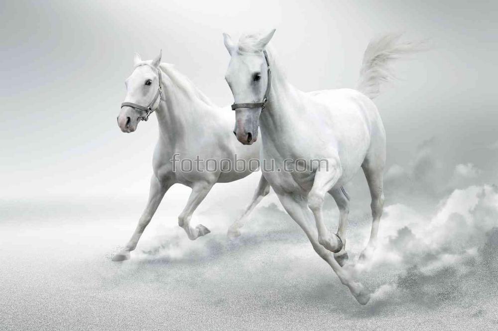 Галоп двух белых коней