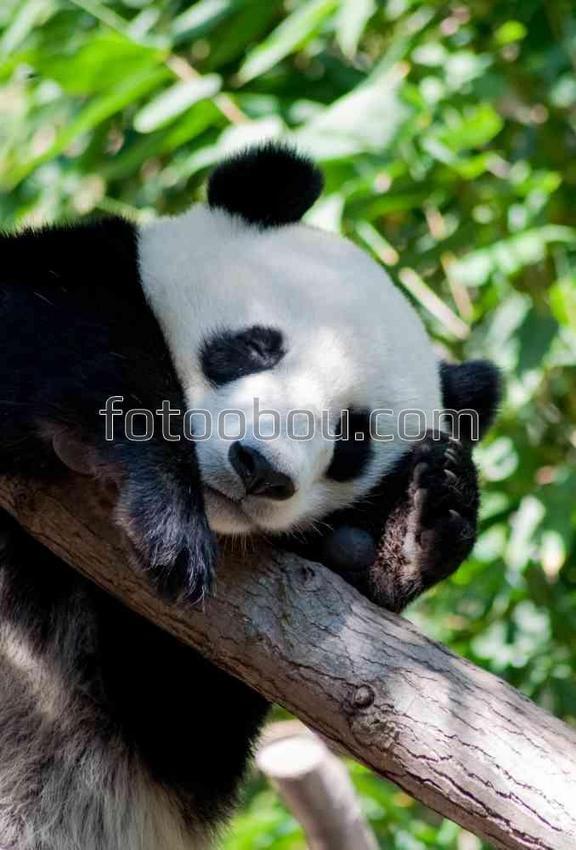 Милая спящая панда на ветке 