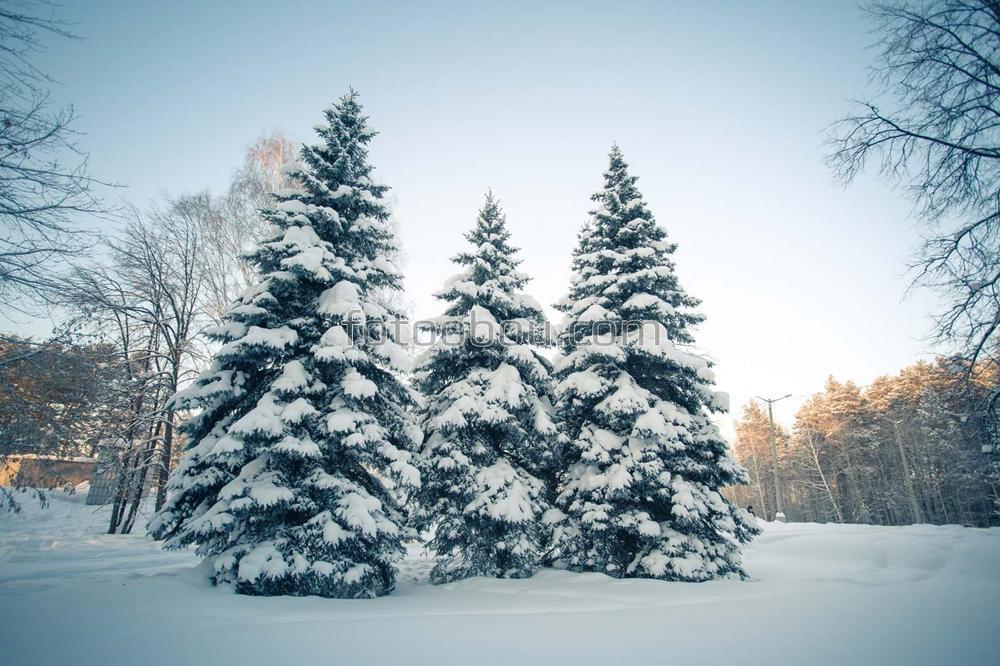Зимний лес