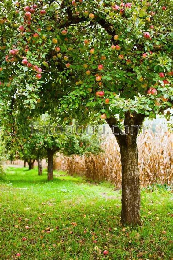 Деревья в яблочном саду