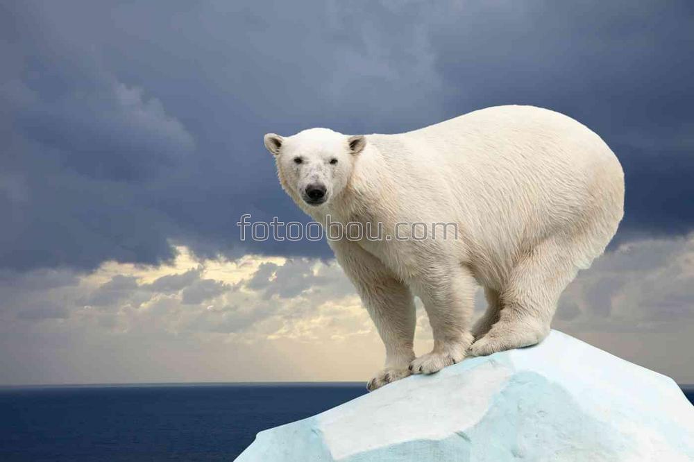 Северный медведь на вершине горы