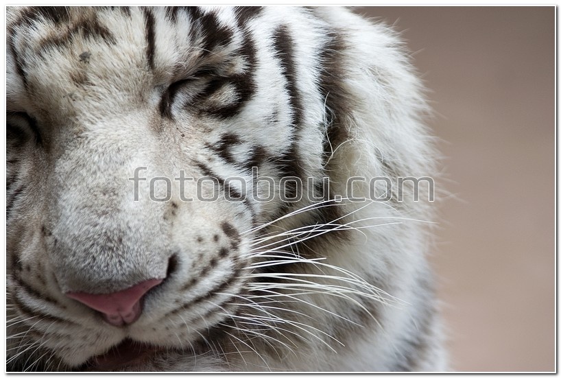 Мордочка белого тигра