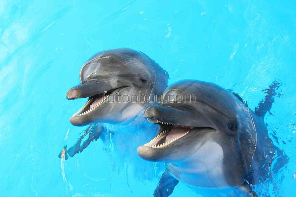 Дельфины просят рыбу