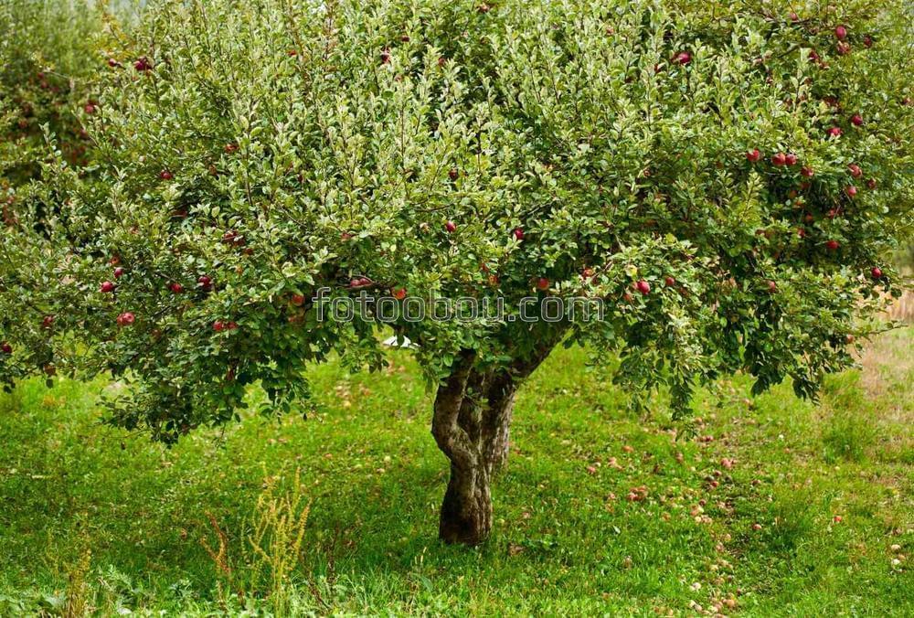 Маленькая яблоня в саду