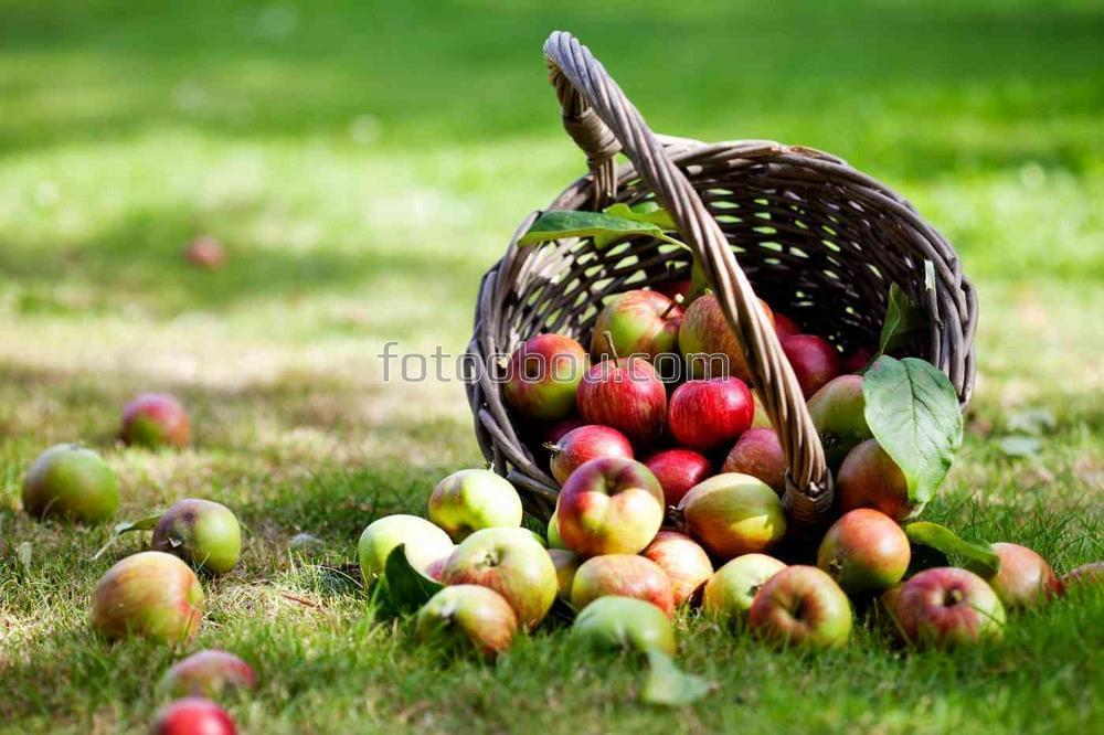 Опрокинутая корзина с яблоками