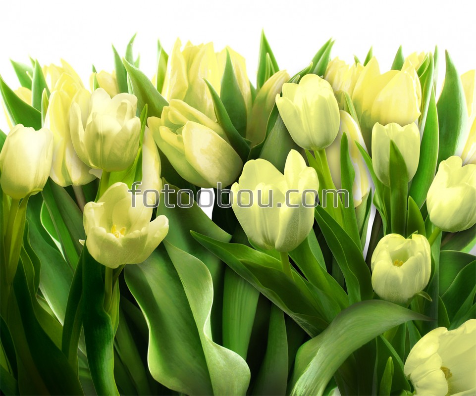 Зеленые тюльпаны