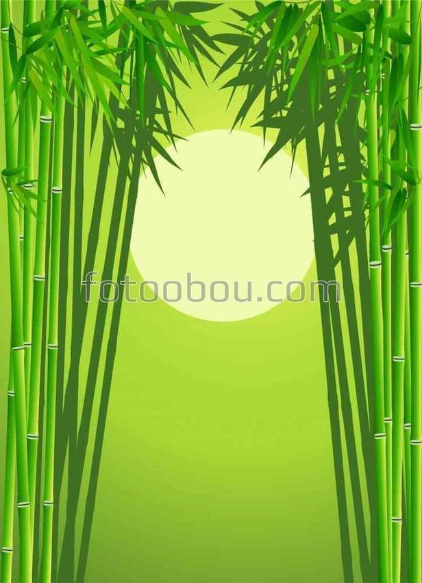Бамбук и солнце