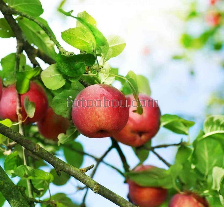 Сочные яблоки на ветке