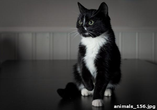 Фотообои Черно-белый котенок для стен, бесшовные, фото и цены, купить в  Интернет-магазине