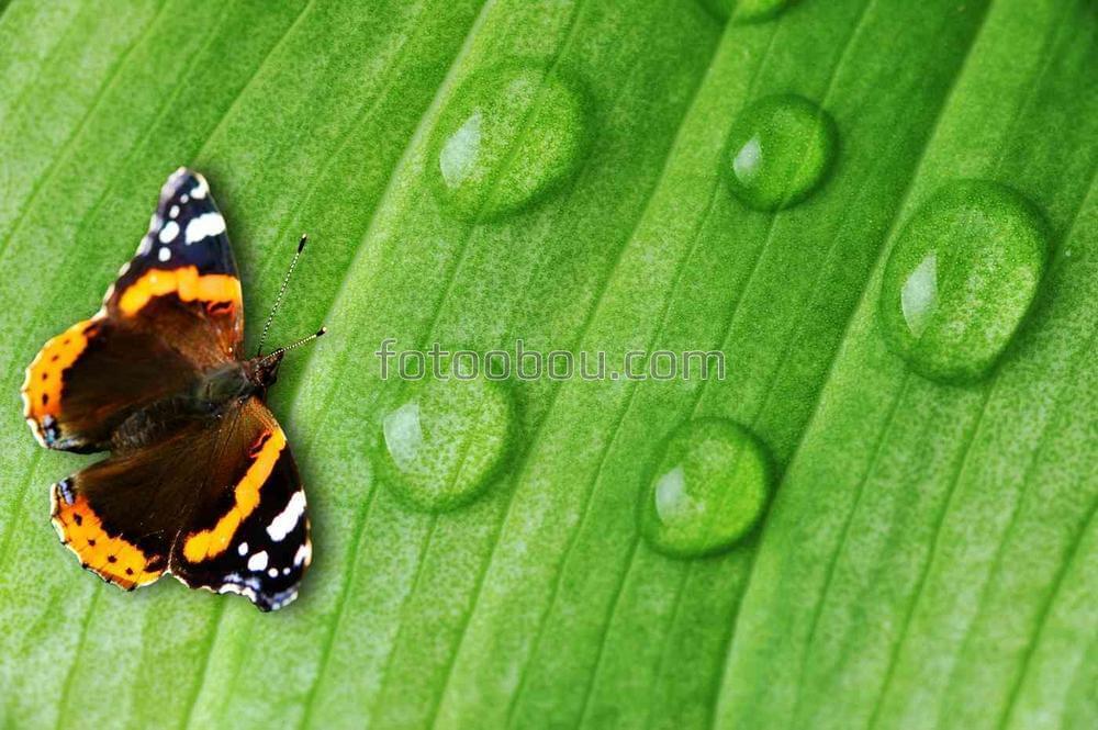 Бабочка на листе с росой