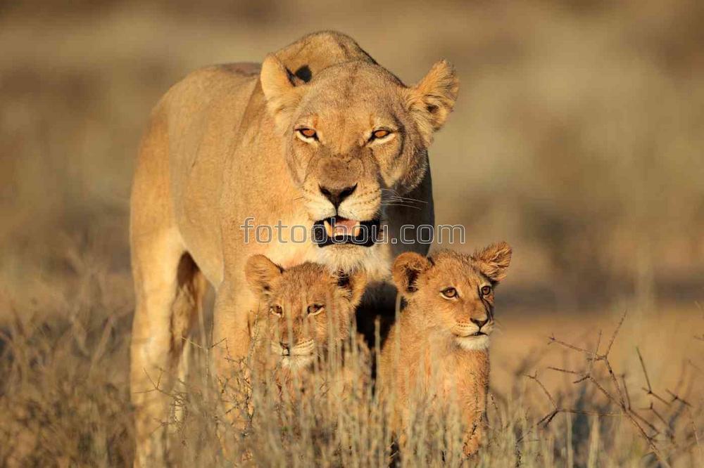 Львица с детенышами
