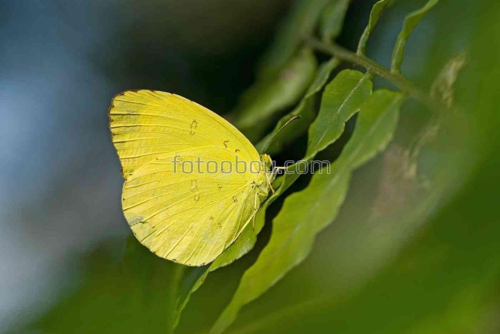 Желтая бабочка на листе папоротника