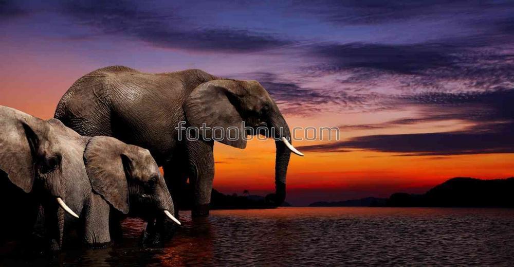 Слоны в воде на закате