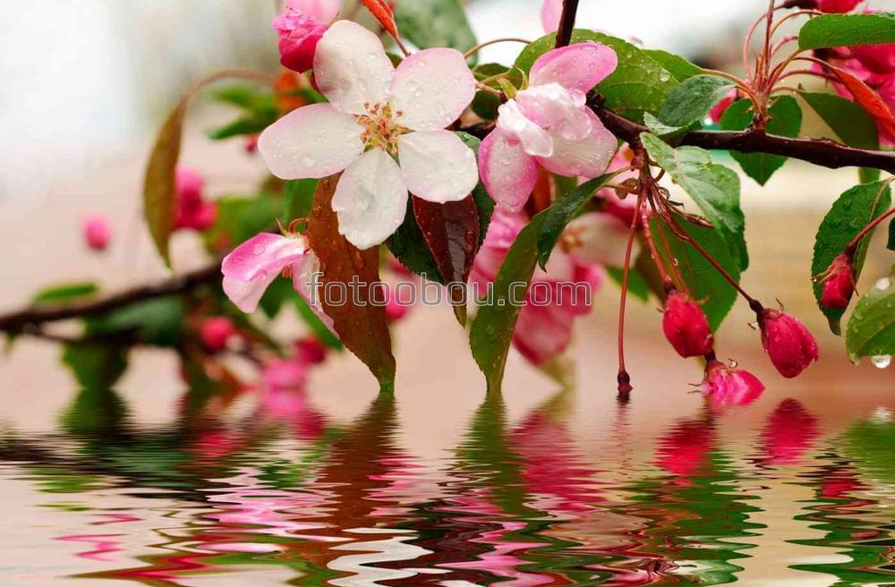 Цветущая сакура на озере