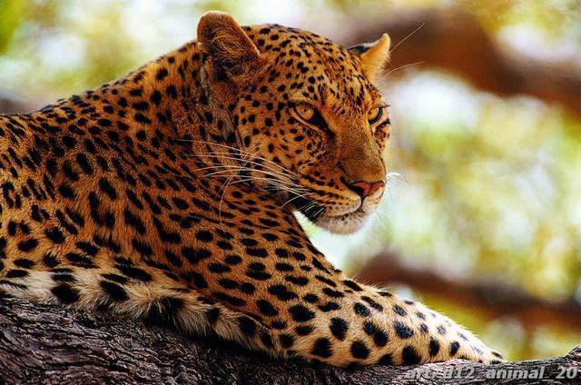 Золотой взгляд леопарда