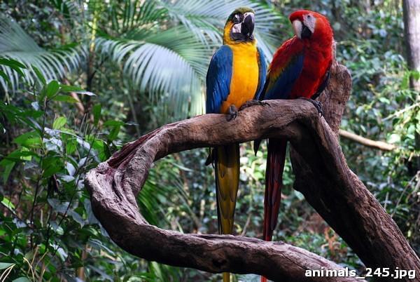 Яркие попугаи в джунглях