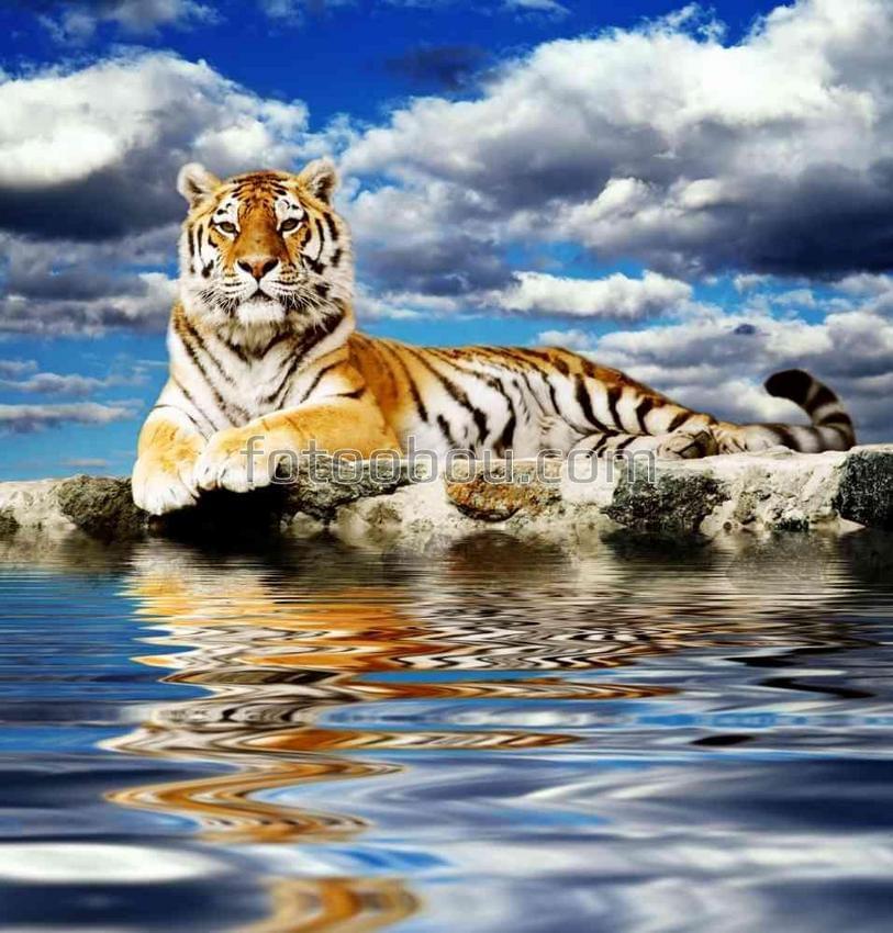 Тигр на фоне неба