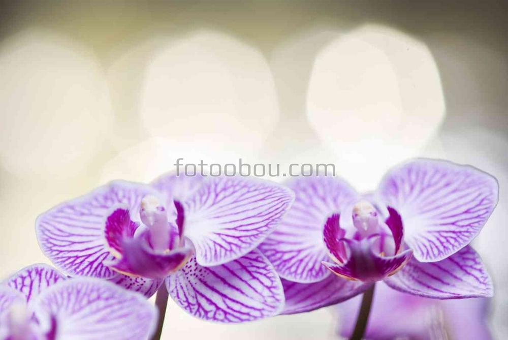 Пара светлых орхидей