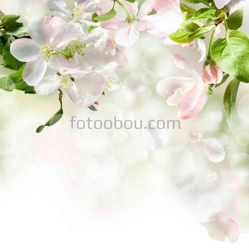 Белые цветы яблони