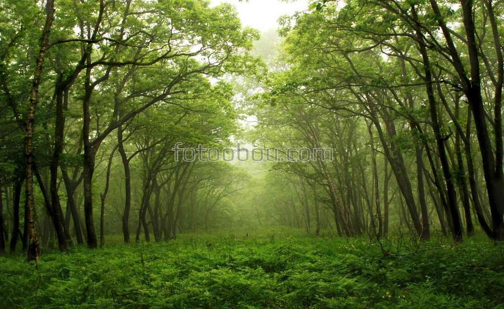 Туманный зеленый лес