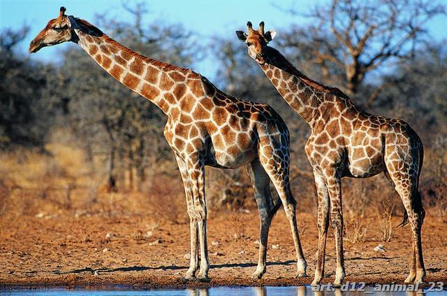 Два жирафа на фоне акаций