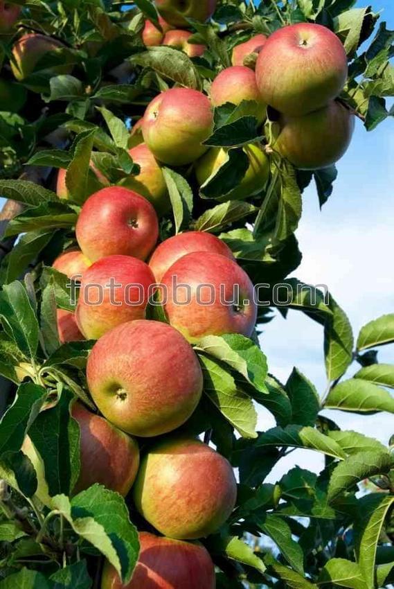 Спелые яблоки на ветке