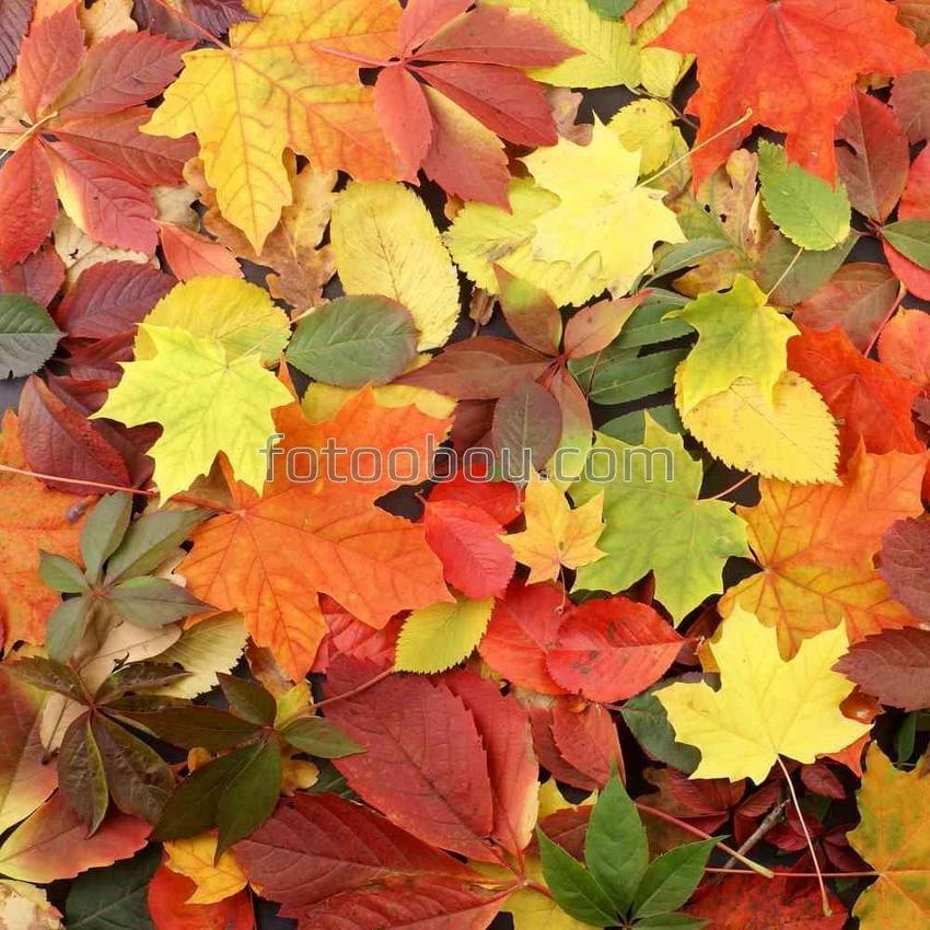 Разноцветные опавшие листья