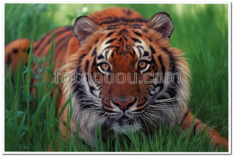 Красивый тигр на зеленой травке