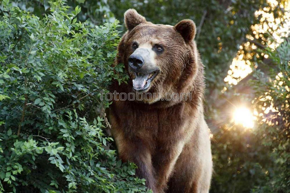 Медведь подглядывает