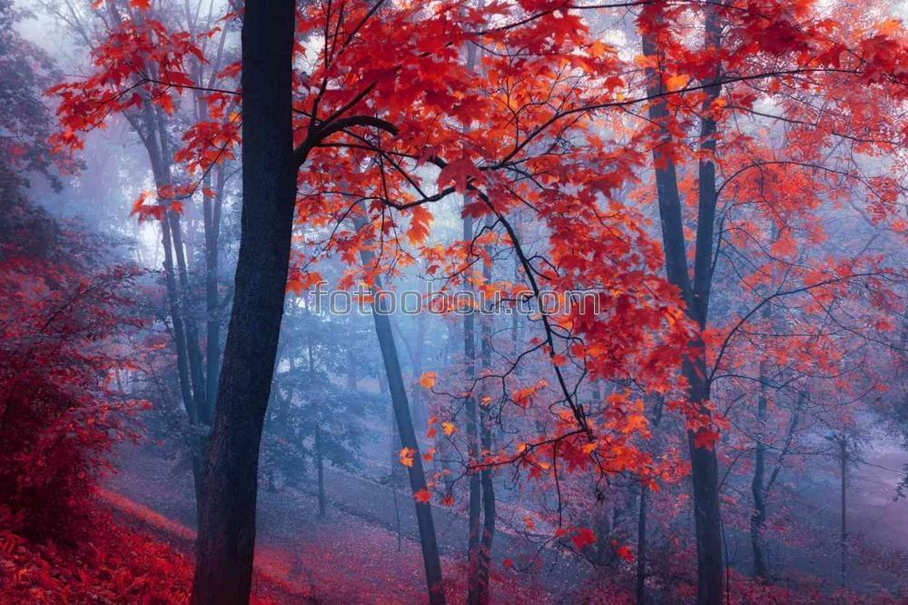Огненный осенний лес