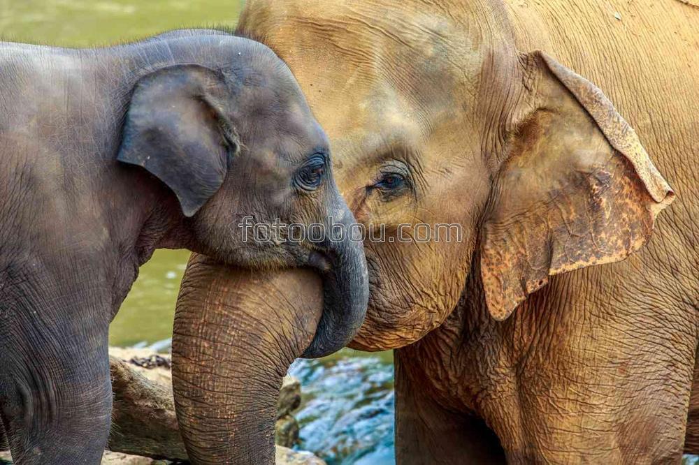 Слоненок обнимает маму