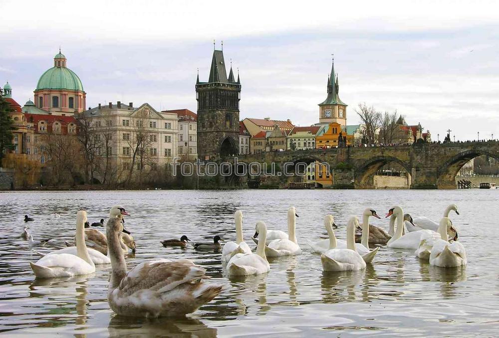 Лебеди у Карлова моста в Праге