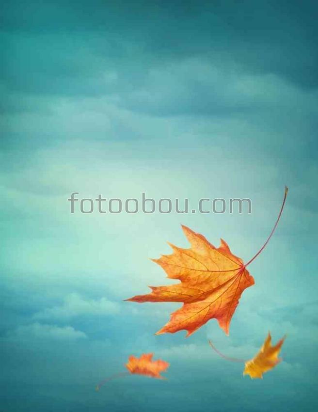 Кленовый лист на фоне неба