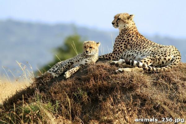 Гепарды отдыхают на холме
