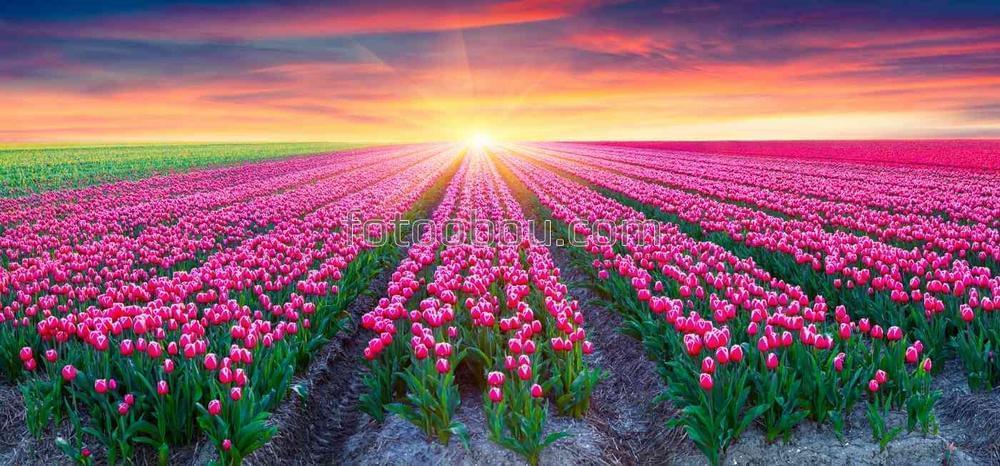 Тюльпановые поля на закате