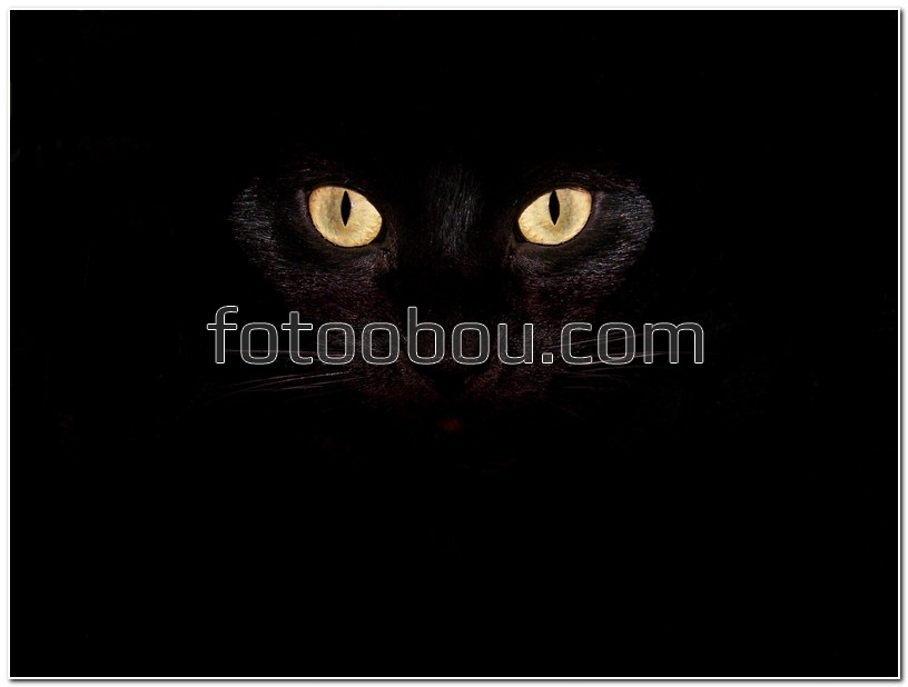 Глаза кошки в темноте