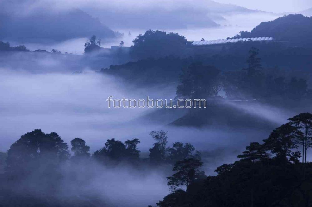 Тропический лес в утреннем тумане