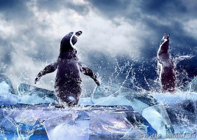Танец пингвинов на льдине