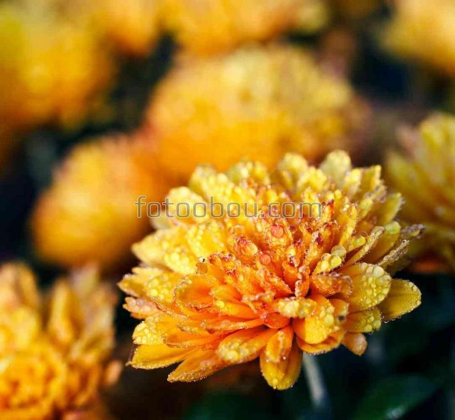 Прелестный желты цветок