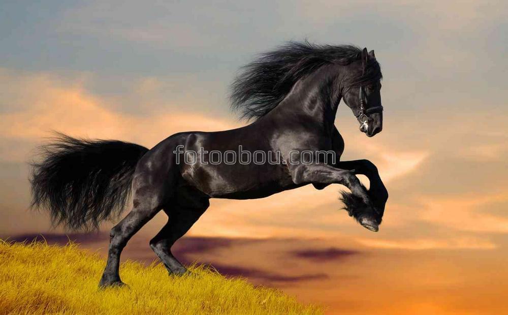 Свободный черный конь