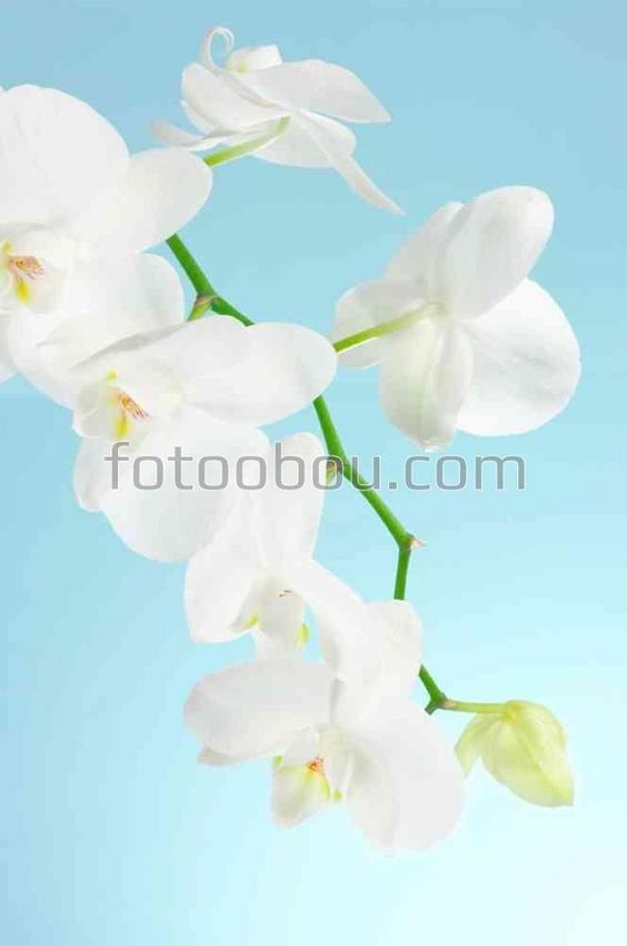 Прекрасная ветвь орхидеи