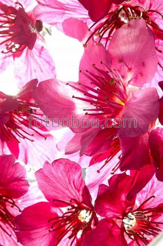 Сорванные цветы сакуры