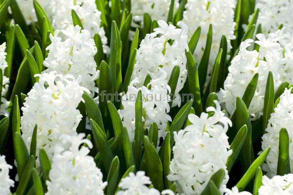 Красивые белые цветы